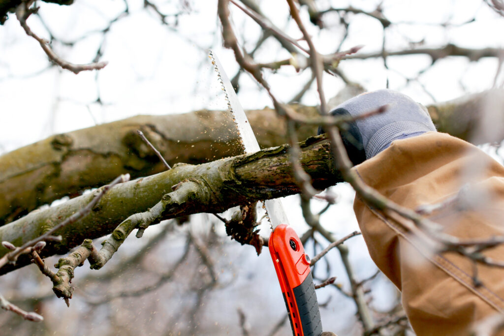 closeup of a hand trimming a tree branch.