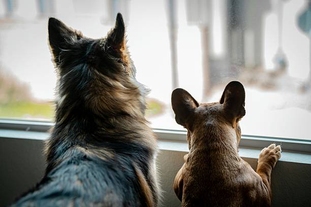 Two dogs gazing out a window, with their backs facing the camera. Smaller dog has his paws up