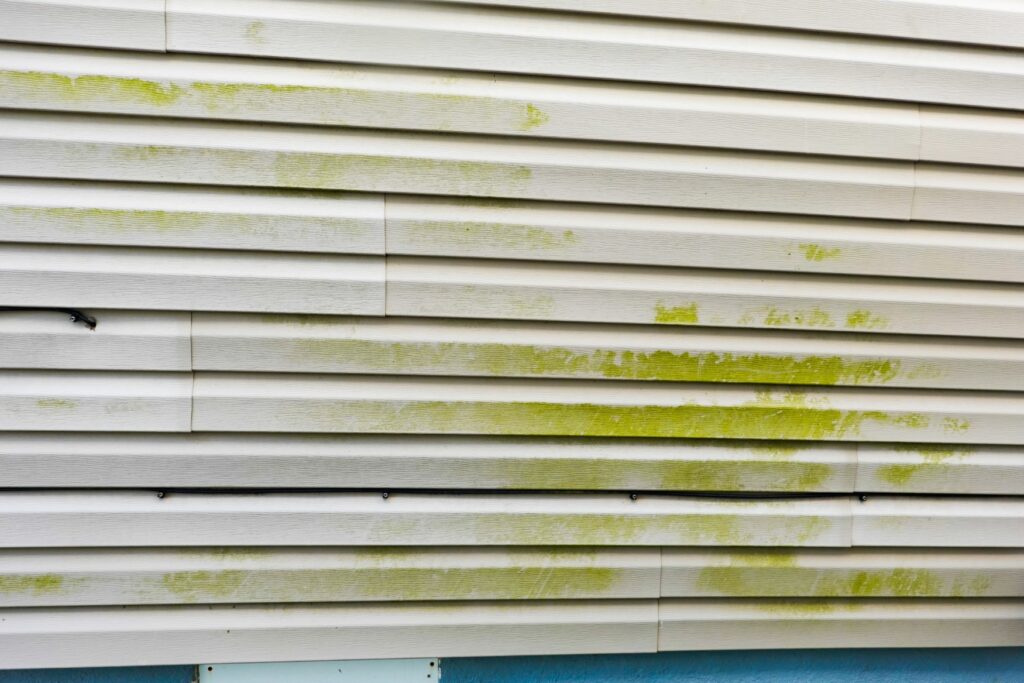 Vinyl Siding algae